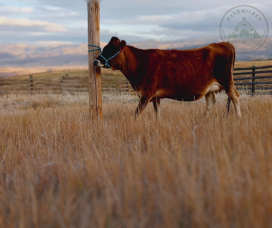 A jersey heifer is in a pasture overlooking mountains with a rustic fence in the background.