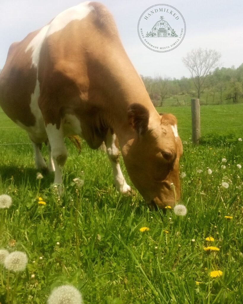Cows grazing on grass is a healthier option for the cattle and saves you money in feed costs.