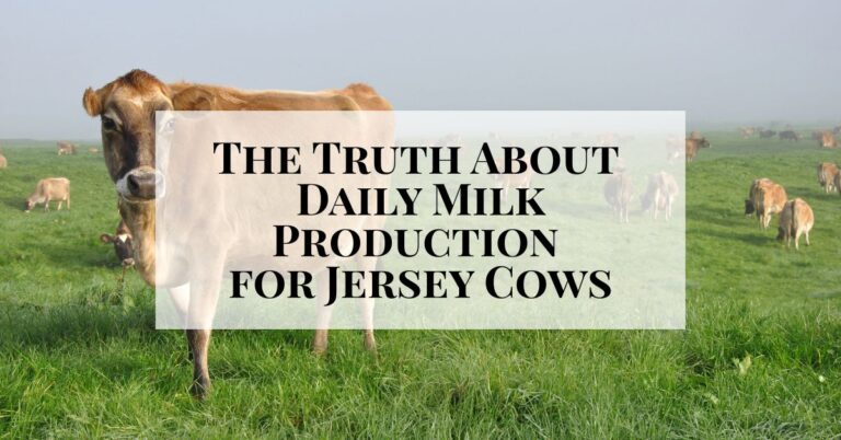 The Truth About Daily Milk Production for Jersey Cows