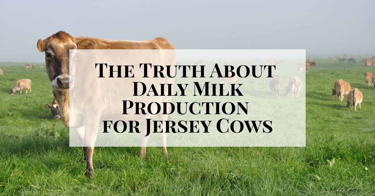 The Truth About Daily Milk Production for Jersey Cows